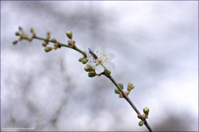 Blackthorn - prunus spinosa