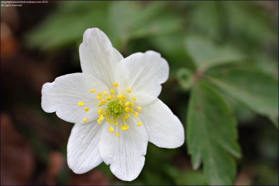 Wood amemone - anemone nemorosa