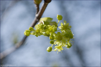 Sycamore - Acer pseudoplatanus