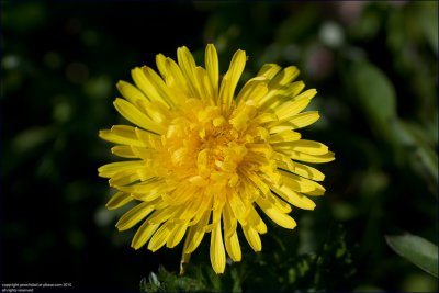 Common dandelion - taraxacum officinale