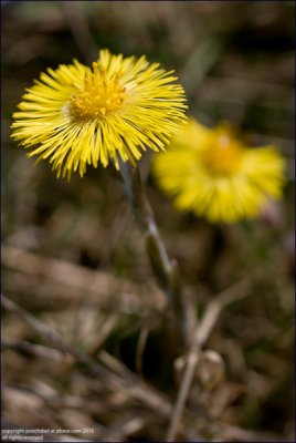 Colt's-foot - Tussilago farfara