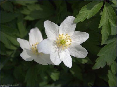 Wood amemone - anemone nemorosa (2)