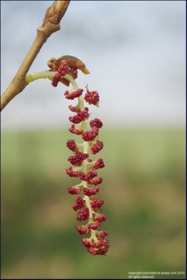 Black poplar - populus nigra