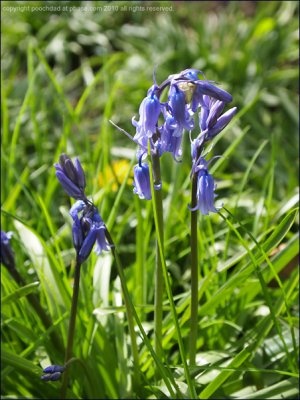 Common bluebell - hyacinthoides non-scripta