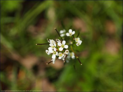 Shepherd's purse - Capsella bursa-pastoris
