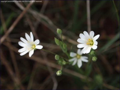 Greater stitchwort - Stellaria holostea