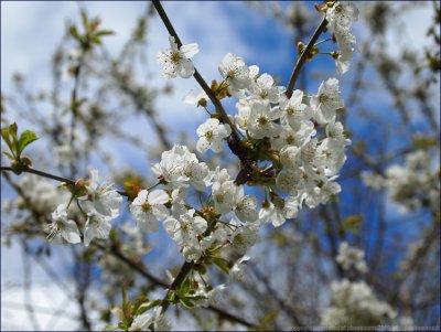 Wild cherry - prunus avium