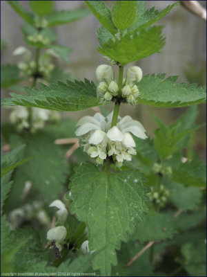 White dead-nettle - lamium album