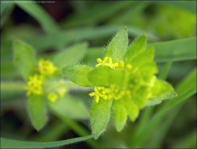 Crosswort - cruciata laevipes