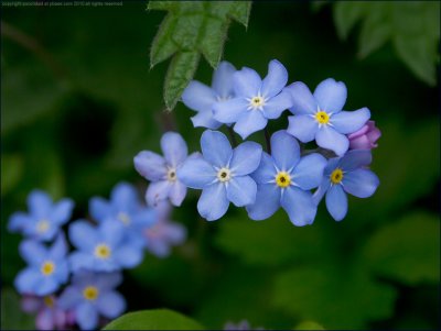Wood forget-me-not - mysotis sylvatica