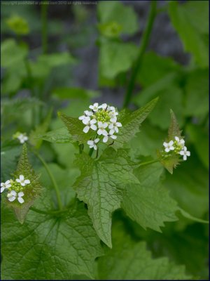 Garlic mustard - alliaria petiolata