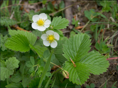Wild strawberry - fragaria vesca