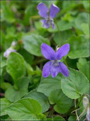 Common dog-violet - viola riviniana