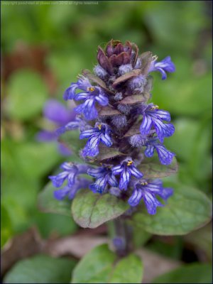 bugle - ajuga reptans