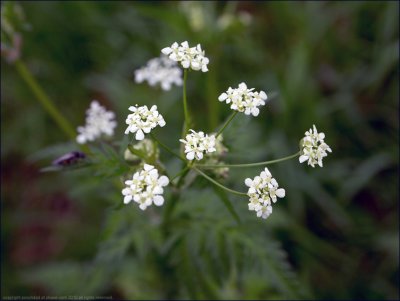 Cow parsley - anthriscus sylvestris