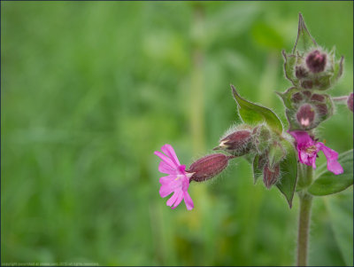 Red campion - silene dioica