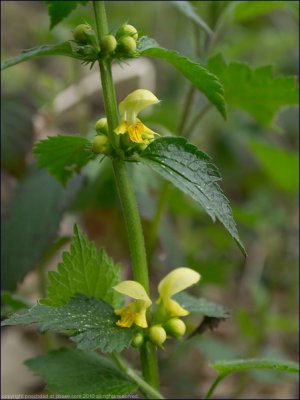 Yellow archangel - lamiastrum galeobdolon