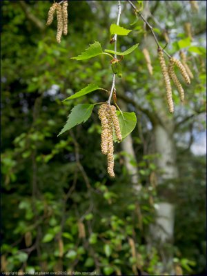 Silver birch - Betula pendula