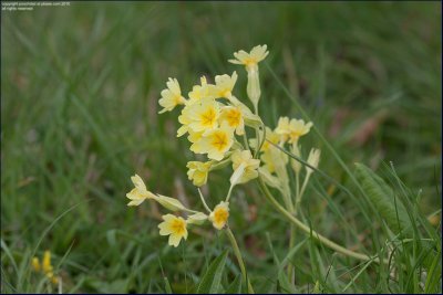 False oxlip - Primula veris x vulgaris