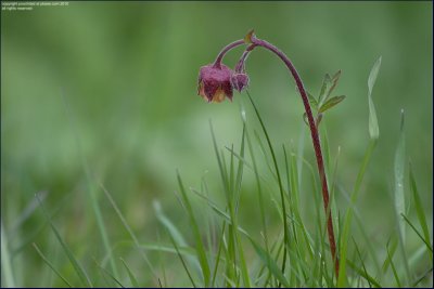 Water avens - geum rivale