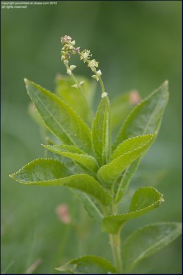 Dog's mercury - Mercurialis perennis