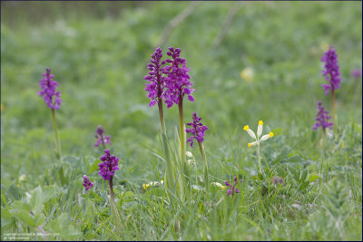 Early purple orchid - orchis mascula