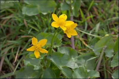 Marsh marigold/ Kingcup - Caltha palustris