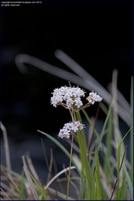 Common valerian - valeriana officinalis