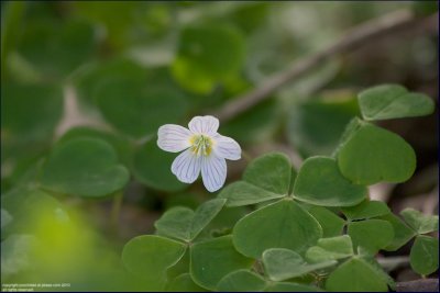 Wood sorrel - oxalis acetosella