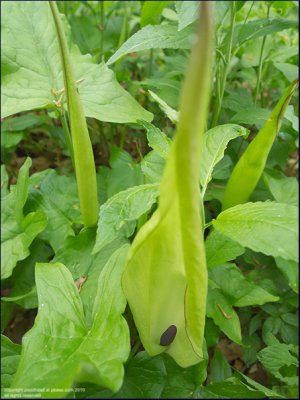 Lords-and-ladies - arum maculatum