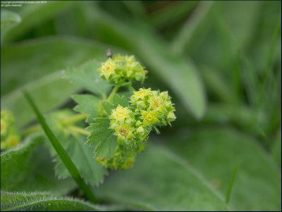Lady's mantle - alchemilla vulgaris