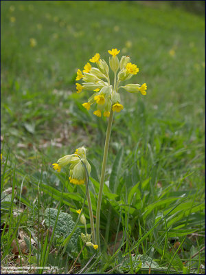 Cowslip - primula veris