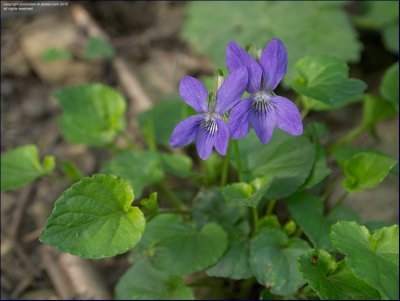 Common dog-violet - viola riviniana (2)