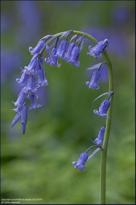 British Wild Flowers - 2010 Gallery