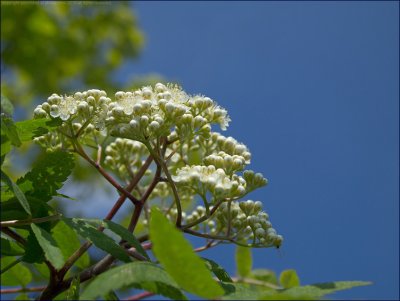 Rowan - Sorbus aucuparia