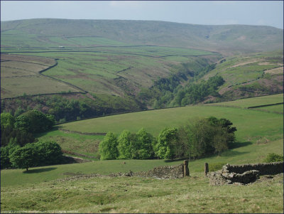 Vivid greens of early Summer