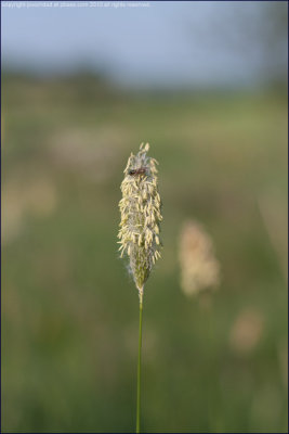 Meadow foxtail - alopecurus pratensis