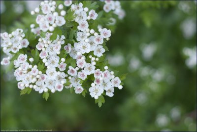 Hawthorn - crataegus monogyna