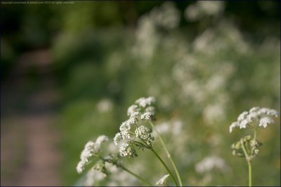 Cow parsley - anthriscus sylvestris (2)