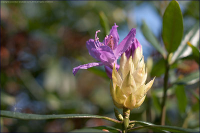 Common rhododendron - rhododendron ponticum
