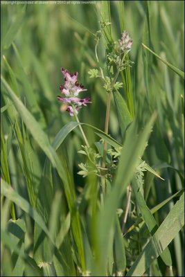 Common fumitory - fumaria officinalis
