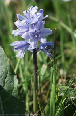 Spanish bluebell-Hyacinthoides hispanica