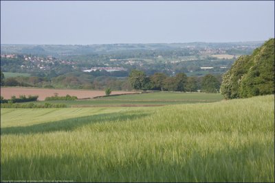 View across the young barley