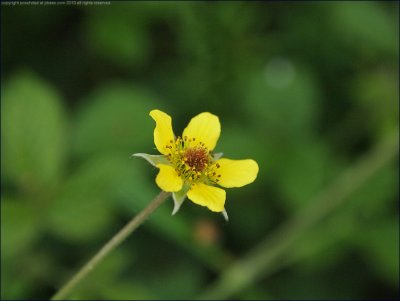 Wood avens - geum urbanum