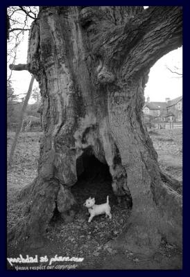 1000 year old tree meets 4 year old pooch