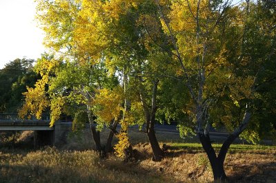 Yellow Trees