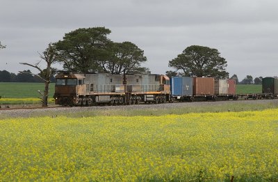 Tatyoon Canola