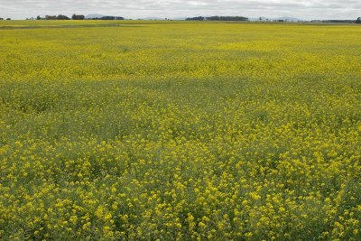 canola