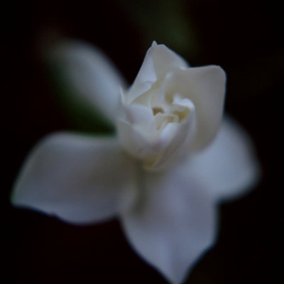 White Flower 01