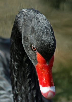 Close up of a Black Swan